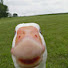 ix6iVQgPE78-channel-avatar-SillyGoose