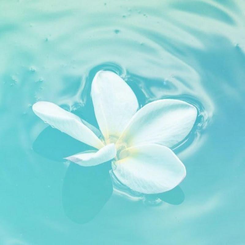 𝙽𝚘 𝙽𝚒𝚌𝚑𝚎