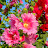 @hollyhock-q7d