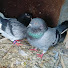 61gnfCraw2s-channel-avatar-MSD PIGEON
