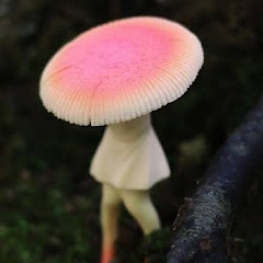 菌活OLアイコン画像