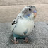 K39p2botBAc-channel-avatar-はじめてのインコ【コロン】