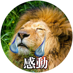 感動らいおん【スカッと涙のストーリー】