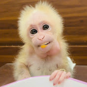 Rum monkey