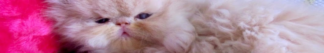 irankedisi kedinizolsun YouTube kanalı avatarı