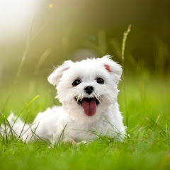 えのスカッと感動部屋