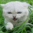 @Cat_of_War-
