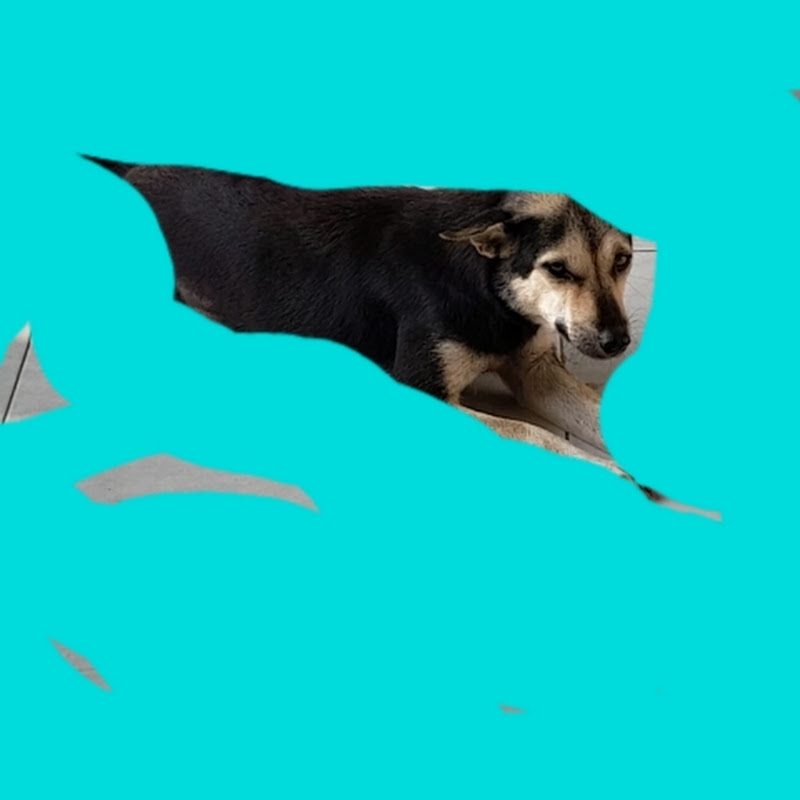 PTH Channel  - TV RADIO 11