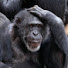 6fPkae0fQOU-channel-avatar-Monkey
