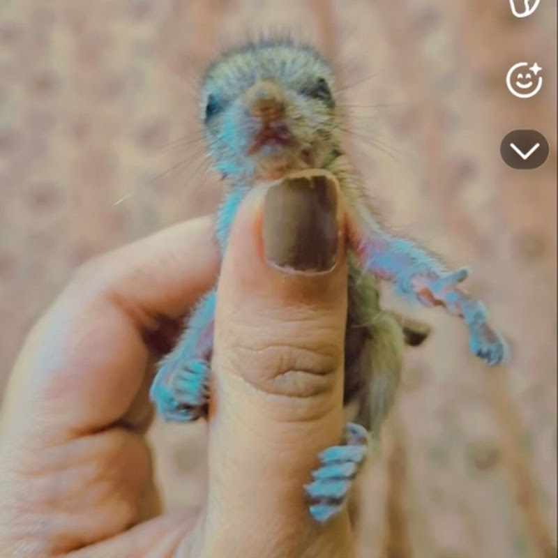 coco_mocha_squirrels