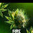 @head-of_Grow