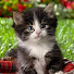 WGvnBX3h7y8-channel-avatar-Funny Kittens Video