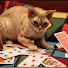 q94cm5VmJW0-channel-avatar-Pet Saties