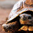 @Randomturtle1