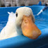 HnW9uttQ48Q-channel-avatar-Quackle Gaming