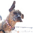 im-F_R9H9s0-channel-avatar-SpartanRaceDogs