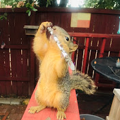 Ziggy Fox Squirrel 