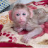 Wtc9ov1AJxw-channel-avatar-Animals MODO