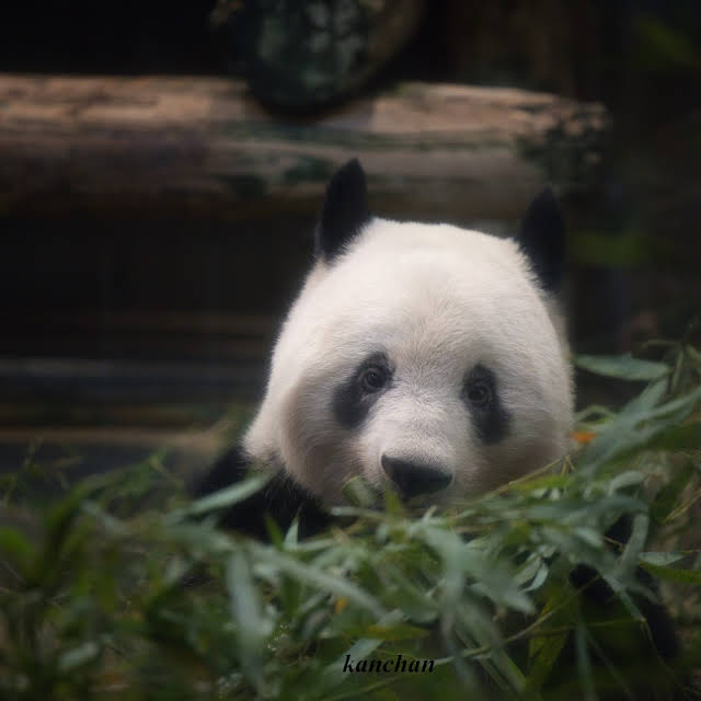 iroririnちゃん 売り出しお値下 その他 | electrodomesticosvalencia.com