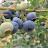 @Blueberryfarm_239