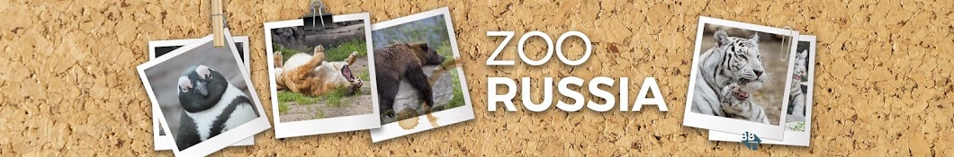 Zoo Russia YouTube 频道头像