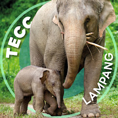 Thai Elephant Conservation Center Avatar