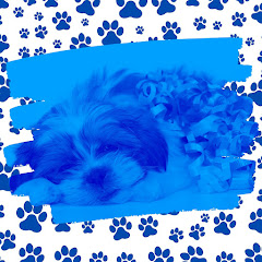 犬のための音楽 - Topic