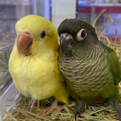 ゆふのインコちゃんねる