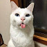 Azf_24ONsNA-channel-avatar-何も知らない猫
