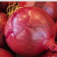 shamgarh dhamniya pyaj mandi bhav