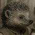 -yklRTYusQ4-channel-avatar-MeckiMesser