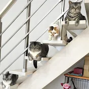 猫家族cat family