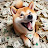 @GoldenDoge0
