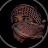 @Memo-x8e7h