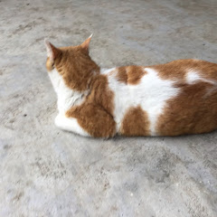 Chingアイコン画像