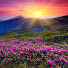 7C_J3853wco-channel-avatar-VANDA FIND GOLD