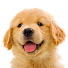 cOdQNZRYYSg-channel-avatar-Cat Dog Diary