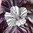 pEKHOeB05c8-channel-avatar-Aloha Plant Life