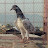 Azkhan Pigeon