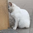 1AmJ7itAqFk-channel-avatar-خوا-طر-ائف
