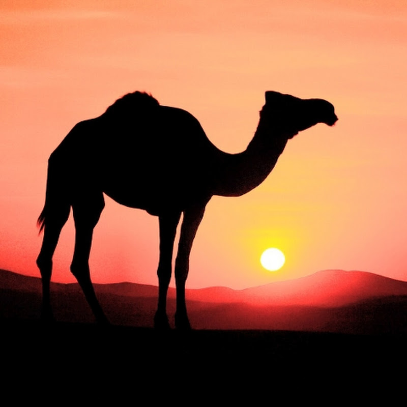 Desert Camel Diaries
