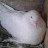 fancy pigeon02