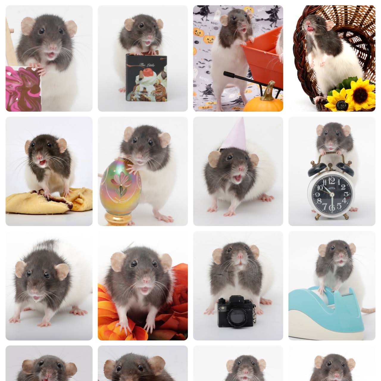 Post from Shadow The Rat