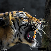 Animal Survival