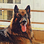 DANNY- German Shepherd Dog (GSD) logo