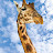 @KapilSingh1996-e3y