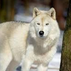 Livestock Movies 2022