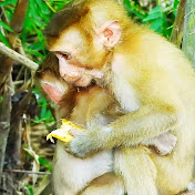 Kley Monkey Phnom Pich Nil