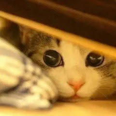 云顶猫咪アイコン画像