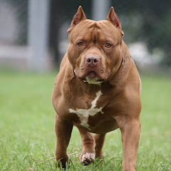 PITBULL__SHORTS Image Thumbnail